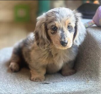 Šteniatka jazvečíka na adopciu.