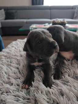 Cane Corso Šteniatka  bez PP