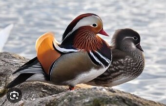 Okrasne kačky - kačice - kačičky