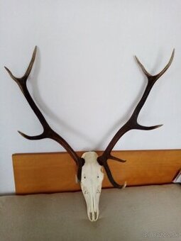 Koncim s polovnictvom