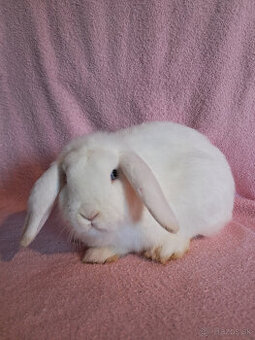 predám zakrslé králiky