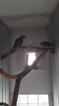 Amazoňan Oranžovokrídly