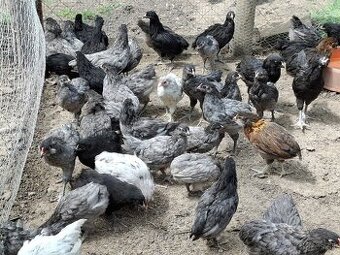 Araukány Ayam cemani Brahmanky Hodvábničky