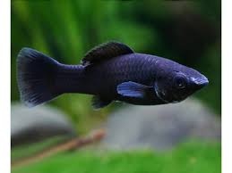 Akvarijné ryby - 1