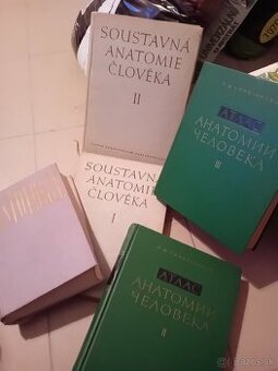 Anatomia