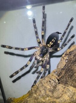 POECILOTHERIA SUBFUSCA LOWLAND
