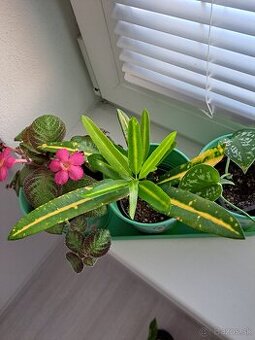 Rastliny Episcia, Budleja, ...odber Bratislava