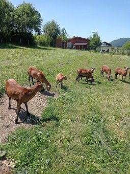 Predám kamerunske ovce
