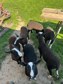 Zwartbles