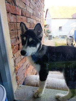 Sibírsky Husky
