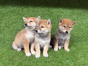 Shiba inu, Šiba inu