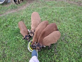 mladé kamerúnske ovce a baránok