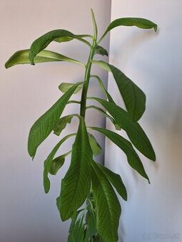 Gumovník alias Synadenium grantii