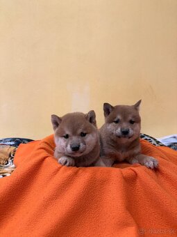Šteniatka Shiba Inu