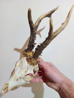 Trofej trofeje parohy parožie zhody,