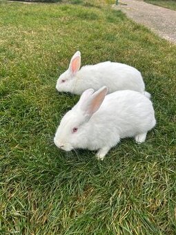 Zajac nitriansky samica