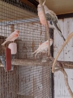 Predám Kanariky červená mozaika