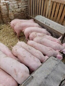 Prasa landras 25-30kg - dovoz zdarma