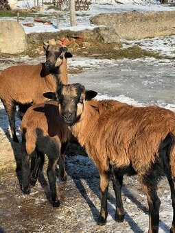 Kamerunský baran/ovca