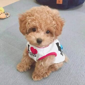 Maltipoo