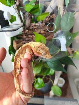 Predám pagekona riasnatého aj s terariom