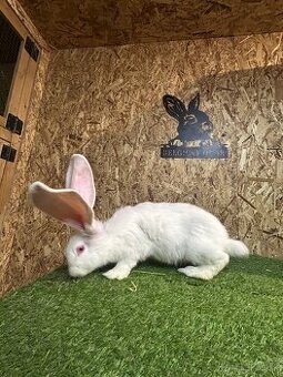 Belgicky Obor 3mesacne