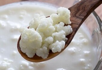 Predám tibetské kefirove zrná