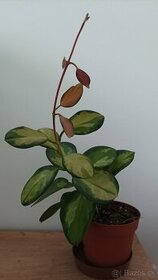 Hoya australis tricolor (Lisa)