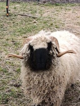 Wallis Blacknose - Walliserska ovca - 1