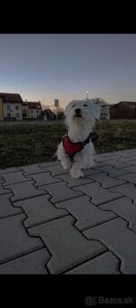 Maltezak