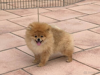 Pomeranian