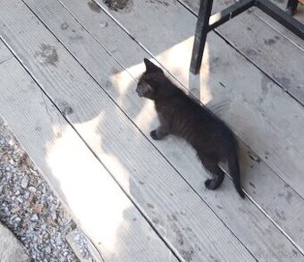 Darujeme mačiatko kocurika