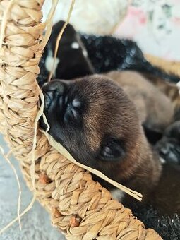 Akita americka