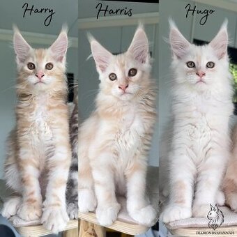 Mainská mývalia Mačiatka Maine Coon