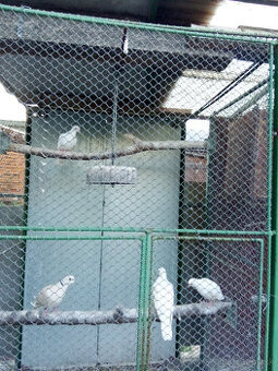 Hrdličky chichotavé- krúžkované