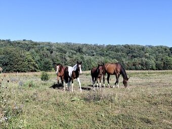 Brigáda v rodinnej stajni s koňmi