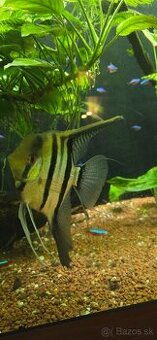 Pterophyllum scalare, Skalár amazonsky