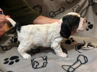 Anglicky kokršpaněl