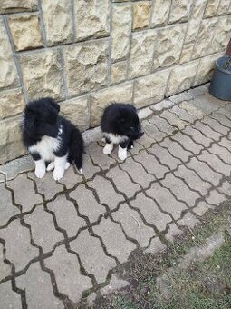 Šteniatka Borderkólia - 1