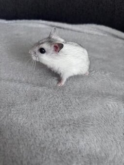 Škrečok džungarsky