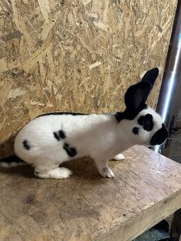 Nemecky obrovitý strakač