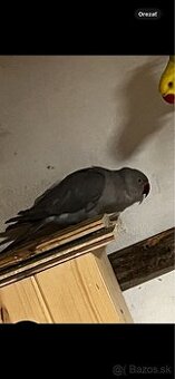 predam samicu alexander maly siva