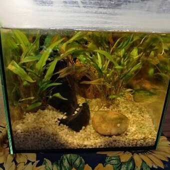 Predám komplet zariadene akviarium