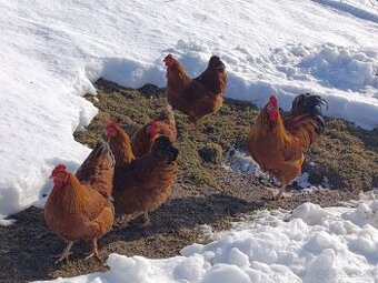 Nasadové vajíčka Hempšir