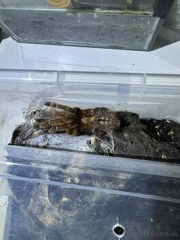 Pavúky - vtáčkare