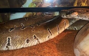Python regius