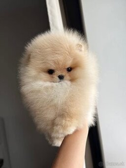 Pomeranian mini