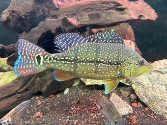 Cichla