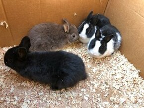 Zakrslé králiky, zakrslé zajačiky