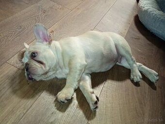 Francia bulldog/ Francuzky buldocek